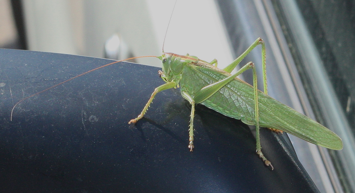 Tettigonia viridissima